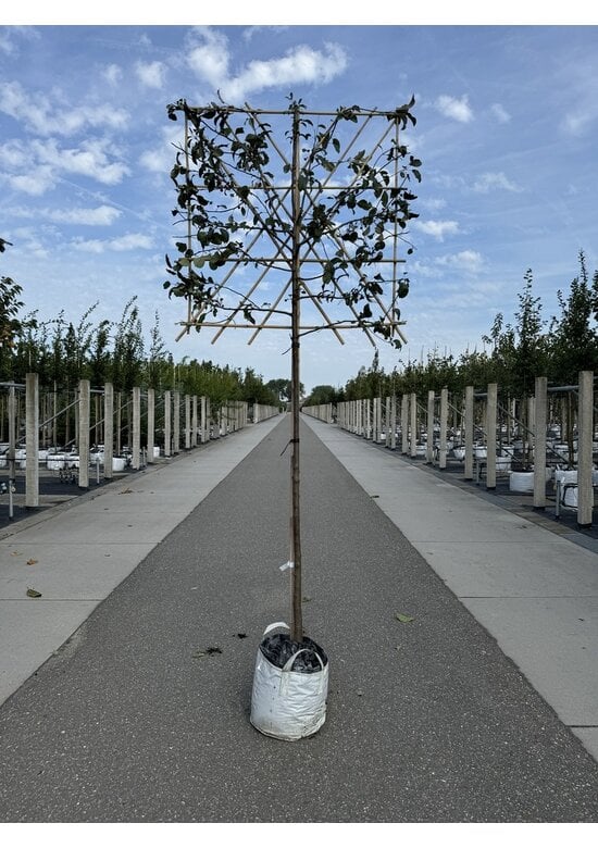 Zierapfel Mokum Spalier | Malus 'Mokum'