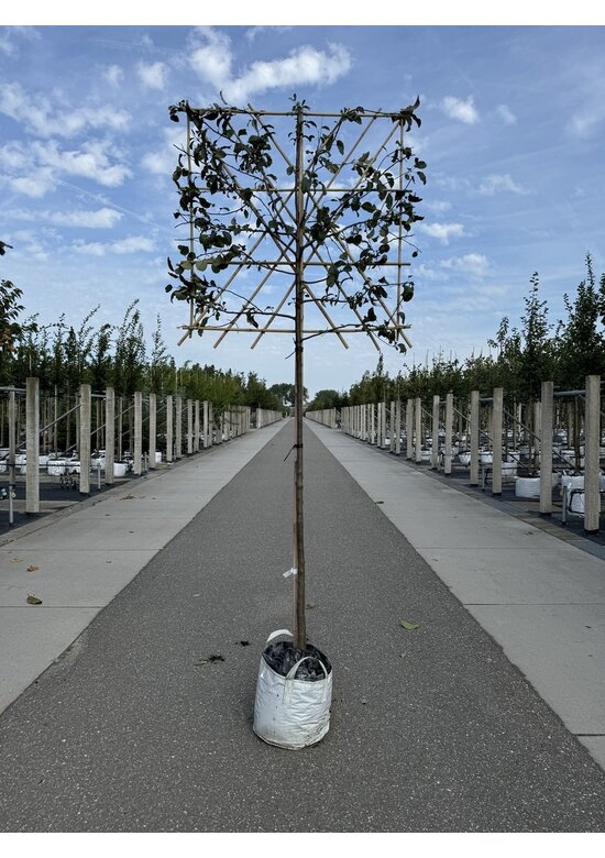 Zierapfel Mokum Spalier | Malus 'Mokum'