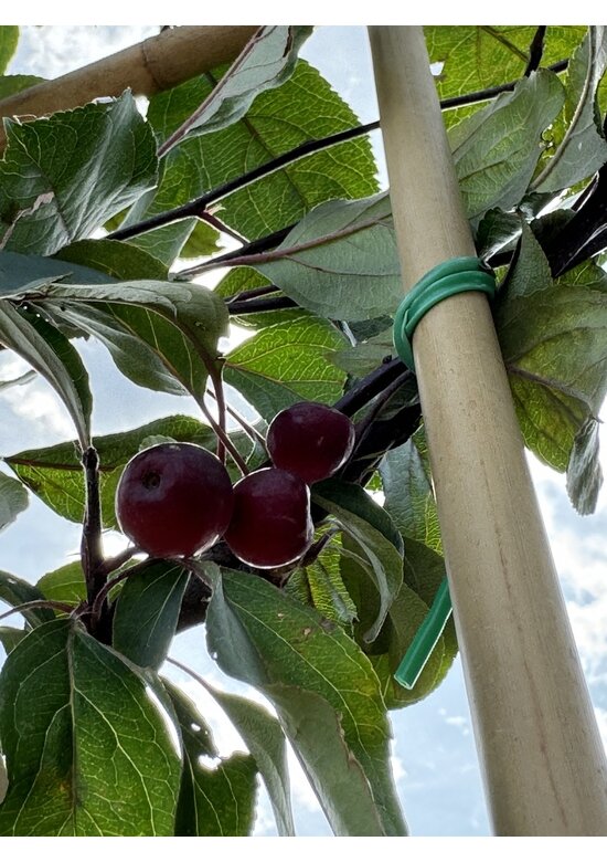 Zierapfel Mokum Spalier | Malus 'Mokum'
