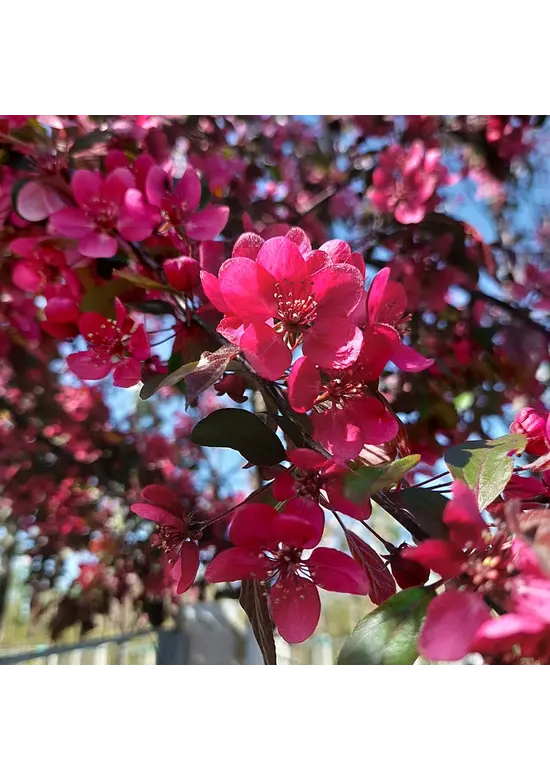Zierapfel Mokum Spalier | Malus 'Mokum'