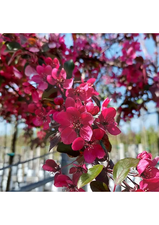 Zierapfel Mokum Spalier | Malus 'Mokum'