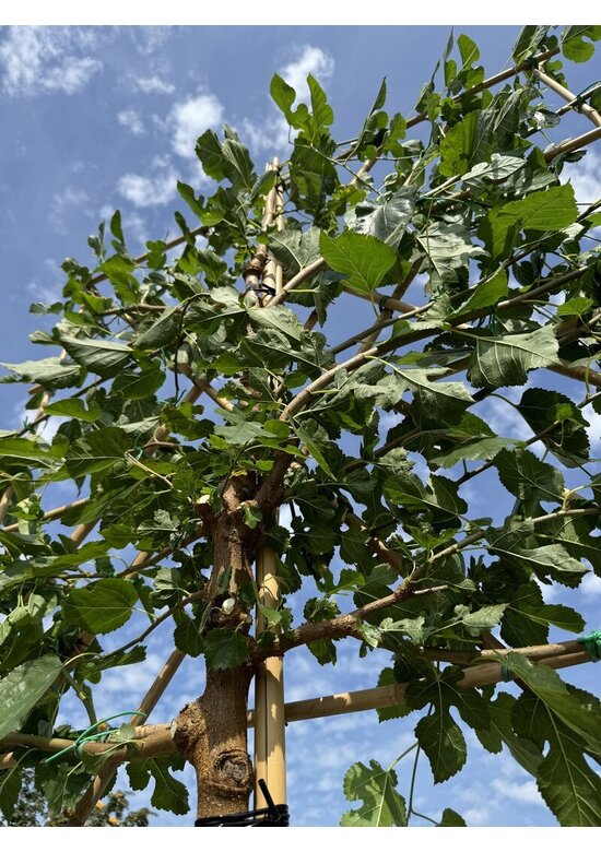 Maulbeerbaum Spalier | Morus alba