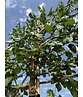 Maulbeerbaum Spalier | Morus alba Maulbeerbaum Spalier | Morus alba