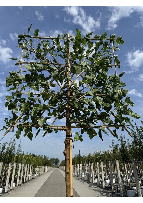 Maulbeerbaum Spalier | Morus alba