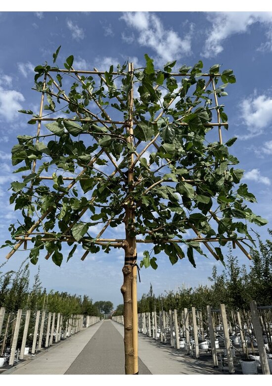 Maulbeerbaum Spalier | Morus alba