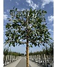 Maulbeerbaum Spalier | Morus alba Maulbeerbaum Spalier | Morus alba