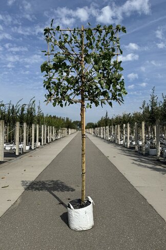 Maulbeerbaum Spalier | Morus alba