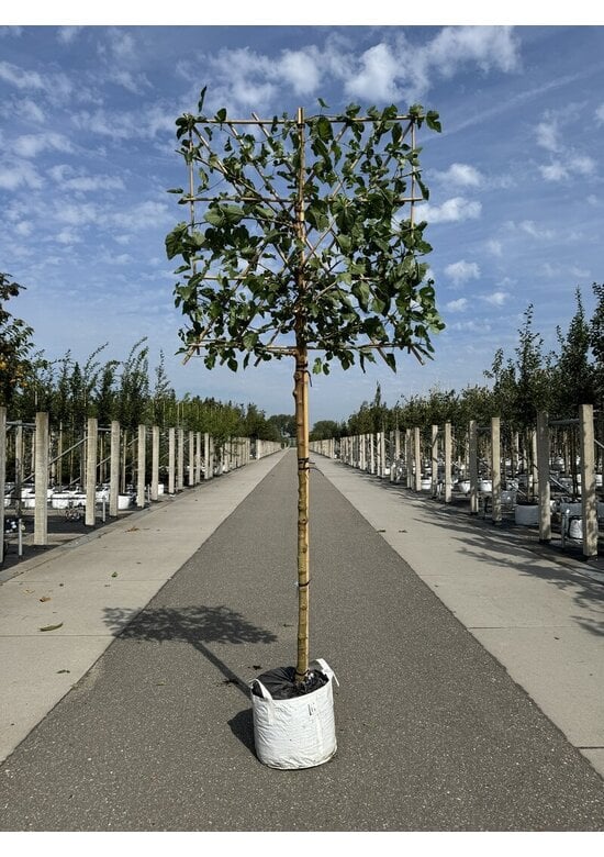 Maulbeerbaum Spalier | Morus alba