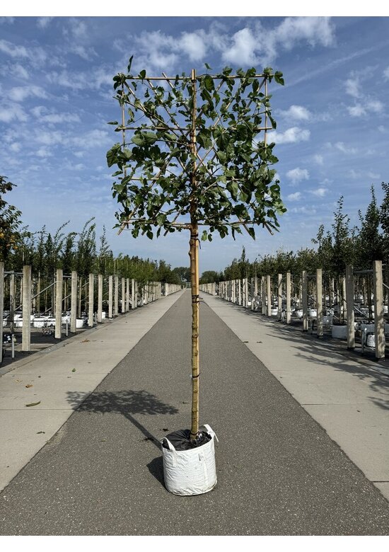 Maulbeerbaum Spalier | Morus alba