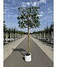 Maulbeerbaum Spalier | Morus alba Maulbeerbaum Spalier | Morus alba