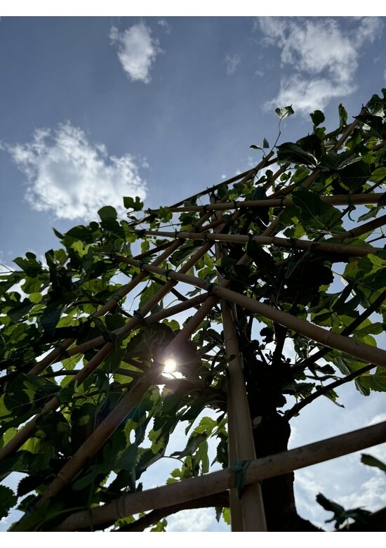 Maulbeerbaum Spalier | Morus alba