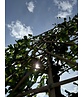 Maulbeerbaum Spalier | Morus alba Maulbeerbaum Spalier | Morus alba