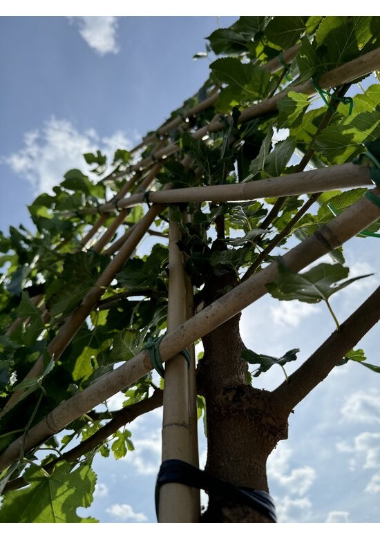 Maulbeerbaum Spalier | Morus alba