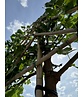 Maulbeerbaum Spalier | Morus alba Maulbeerbaum Spalier | Morus alba