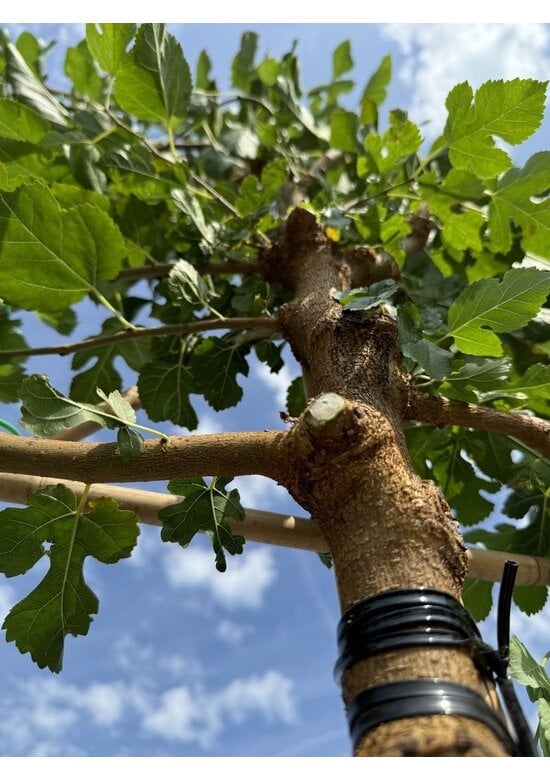 Maulbeerbaum Spalier | Morus alba