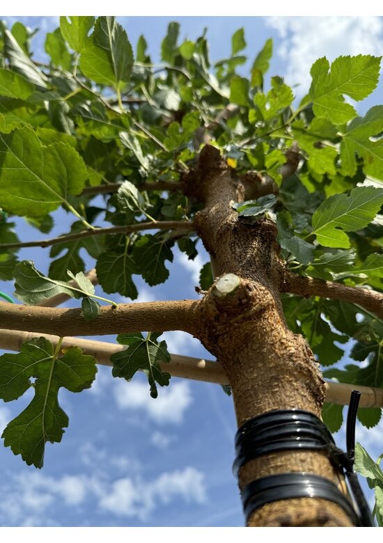 Maulbeerbaum Spalier | Morus alba