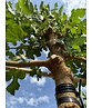 Maulbeerbaum Spalier | Morus alba Maulbeerbaum Spalier | Morus alba