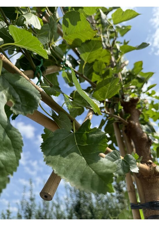 Maulbeerbaum Spalier | Morus alba