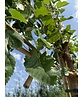 Maulbeerbaum Spalier | Morus alba Maulbeerbaum Spalier | Morus alba