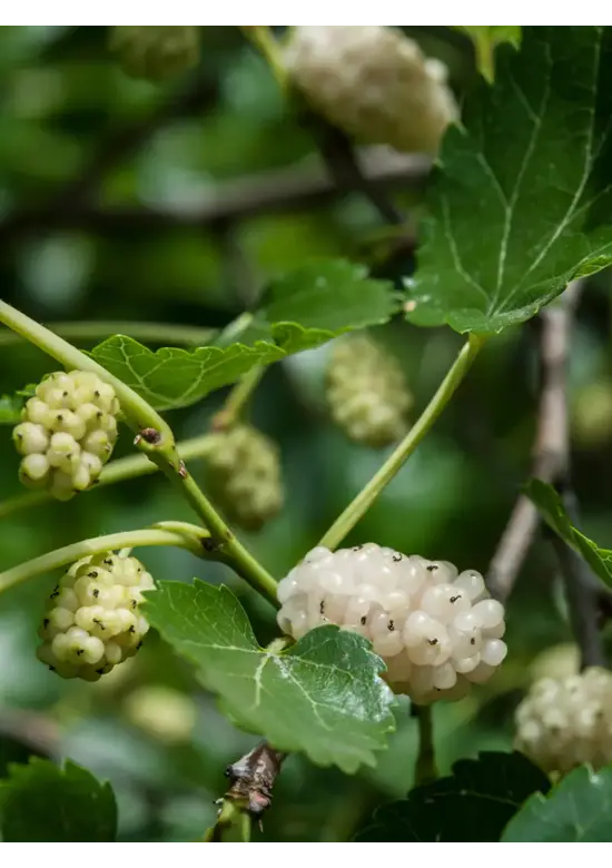 Maulbeerbaum Spalier | Morus alba