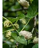 Maulbeerbaum Spalier | Morus alba Maulbeerbaum Spalier | Morus alba