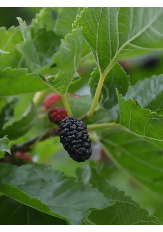 Maulbeerbaum Spalier | Morus alba