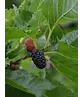 Maulbeerbaum Spalier | Morus alba Maulbeerbaum Spalier | Morus alba