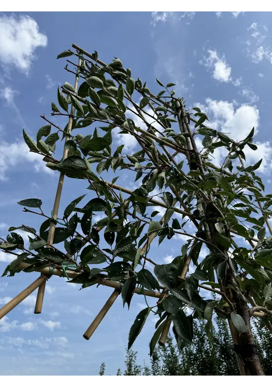 Zierkirsche Accolade Spalier | Prunus 'Accolade'