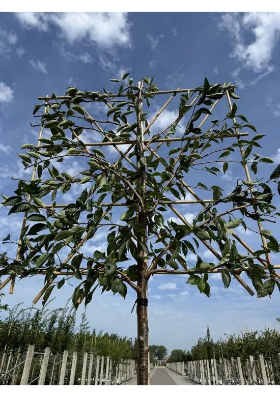 Zierkirsche Accolade Spalier | Prunus 'Accolade'