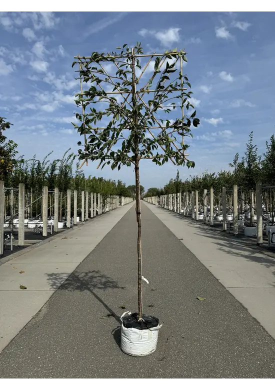 Zierkirsche Accolade Spalier | Prunus 'Accolade'