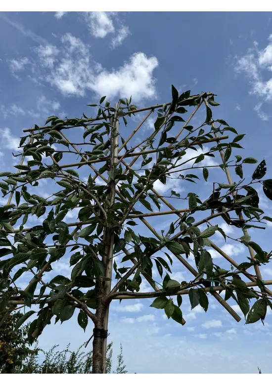 Zierkirsche Accolade Spalier | Prunus 'Accolade'