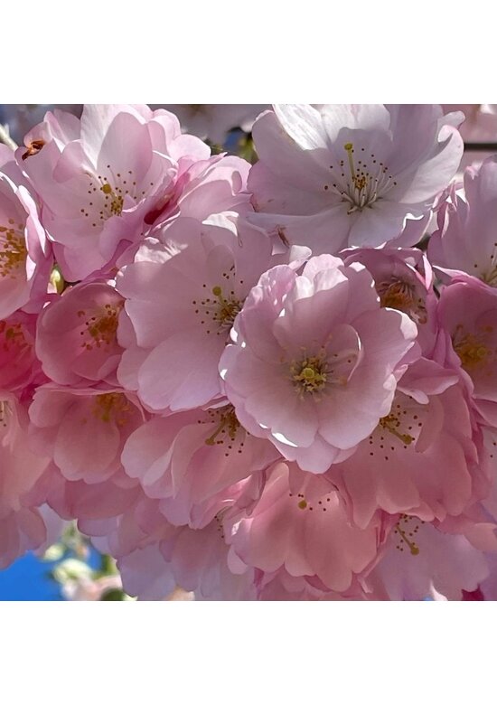 Zierkirsche Accolade Spalier | Prunus 'Accolade'