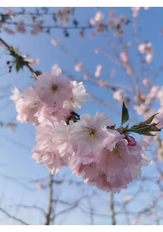Zierkirsche Accolade Spalier | Prunus 'Accolade'