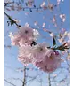 Zierkirsche Accolade Spalier | Prunus 'Accolade'
