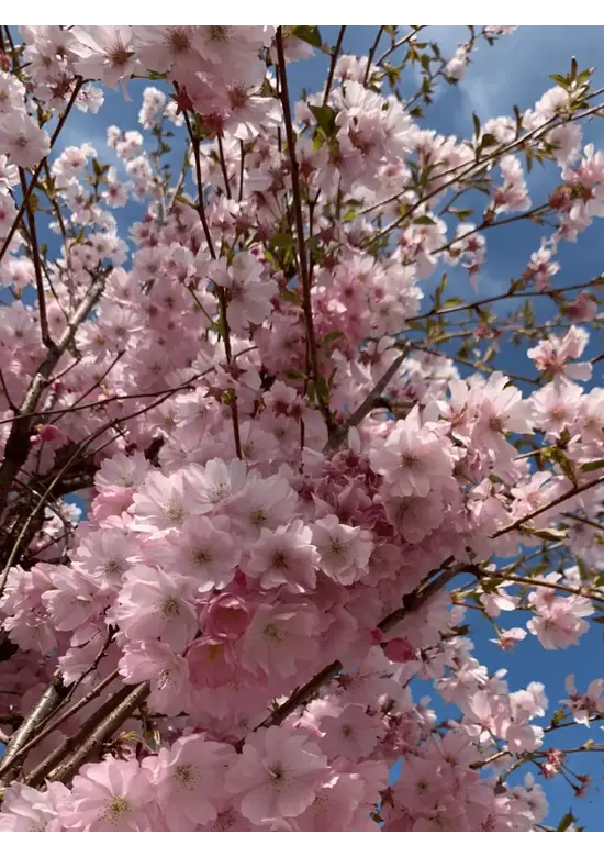 Zierkirsche Accolade Spalier | Prunus 'Accolade'