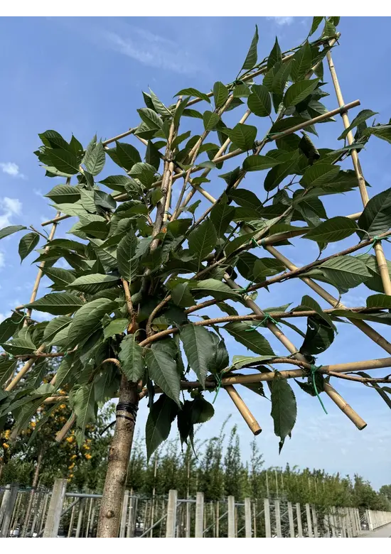 Japanische Nelkenkirsche Spalier | Prunus serrulata 'Kanzan'