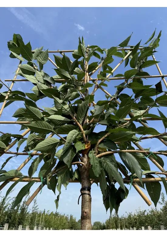 Japanische Nelkenkirsche Spalier | Prunus serrulata 'Kanzan'