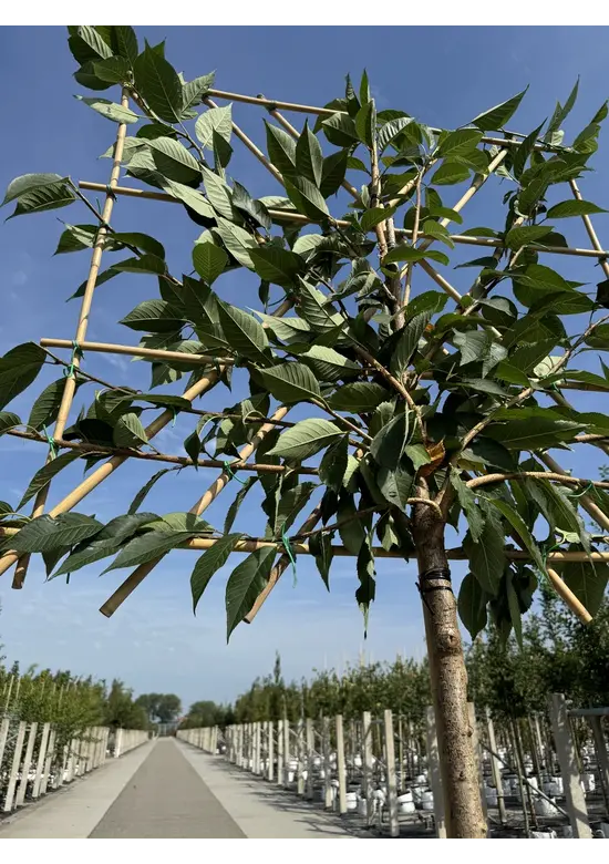 Japanische Nelkenkirsche Spalier | Prunus serrulata 'Kanzan'