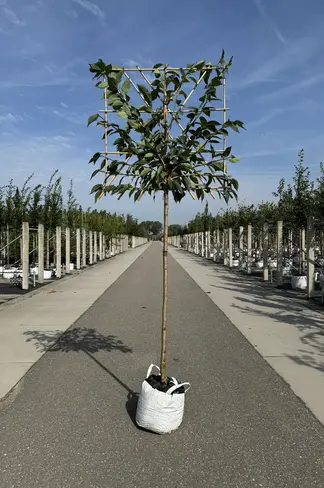 Japanische Nelkenkirsche Spalier | Prunus serrulata 'Kanzan' Japanische Nelkenkirsche Spalier | Prunus serrulata 'Kanzan'