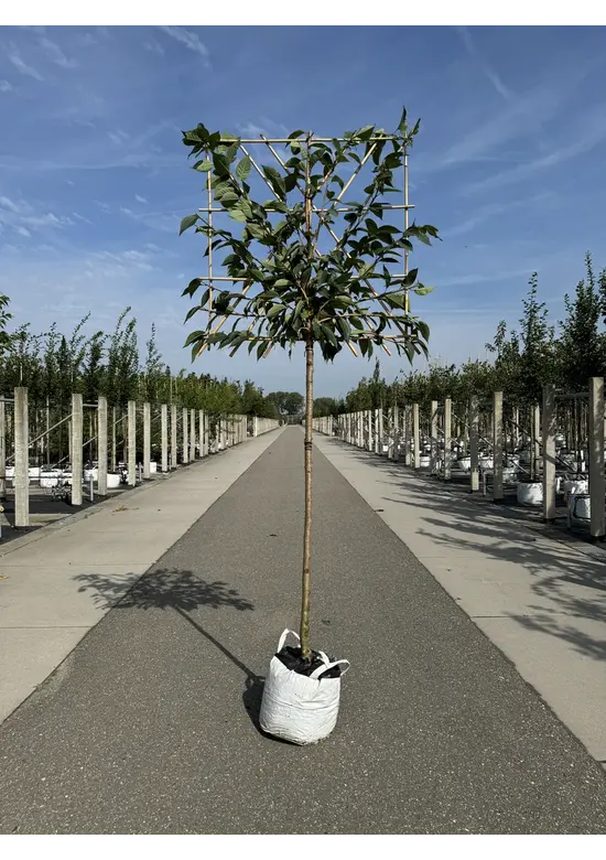 Japanische Nelkenkirsche Spalier | Prunus serrulata 'Kanzan'