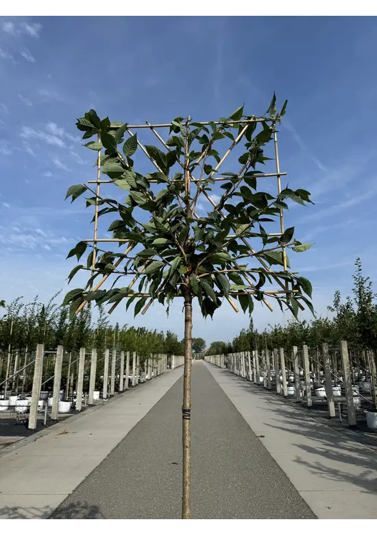 Japanische Nelkenkirsche Spalier | Prunus serrulata 'Kanzan'