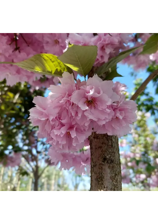 Japanische Nelkenkirsche Spalier | Prunus serrulata 'Kanzan'