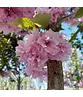 Japanische Nelkenkirsche Spalier | Prunus serrulata 'Kanzan'