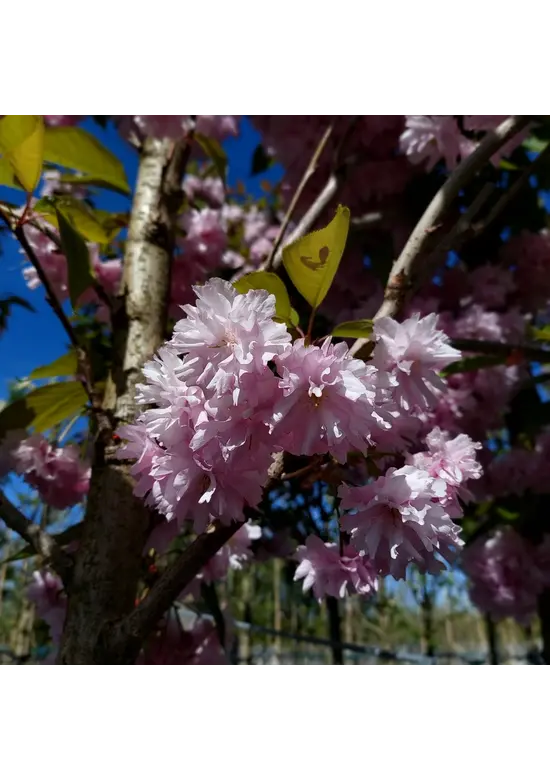 Japanische Nelkenkirsche Spalier | Prunus serrulata 'Kanzan'