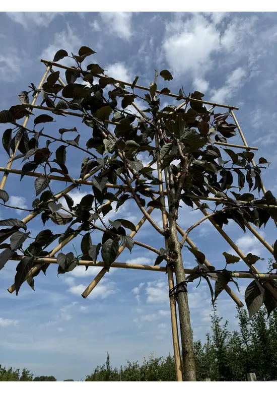 Rotblättrige Nelkenkirsche Spalier | Prunus serrulata 'Royal Burgundy'