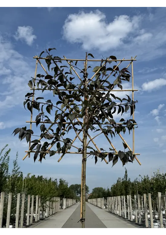 Rotblättrige Nelkenkirsche Spalier | Prunus serrulata 'Royal Burgundy'