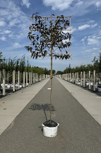 Rotblättrige Nelkenkirsche Spalier | Prunus serrulata 'Royal Burgundy'