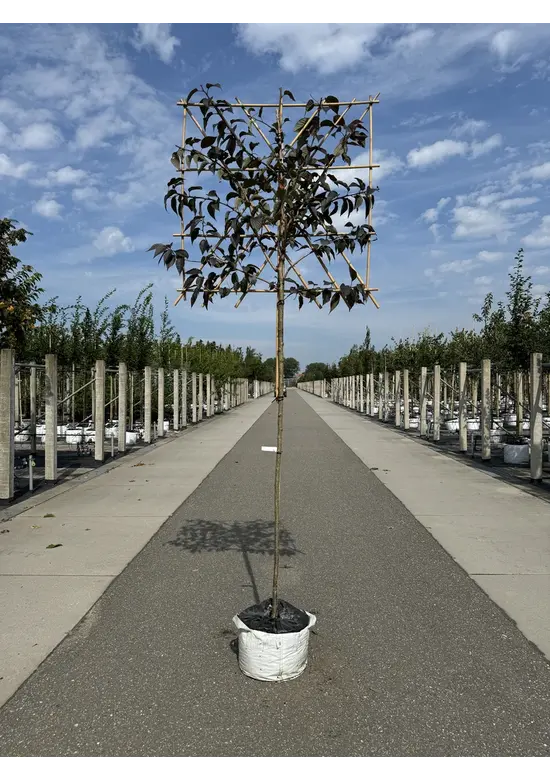 Rotblättrige Nelkenkirsche Spalier | Prunus serrulata 'Royal Burgundy'