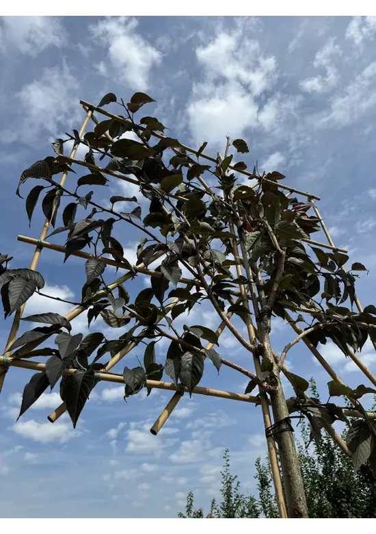 Rotblättrige Nelkenkirsche Spalier | Prunus serrulata 'Royal Burgundy'