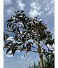 Rotblättrige Nelkenkirsche Spalier | Prunus serrulata 'Royal Burgundy' Rotblättrige Nelkenkirsche Spalier | Prunus serrulata 'Royal Burgundy'